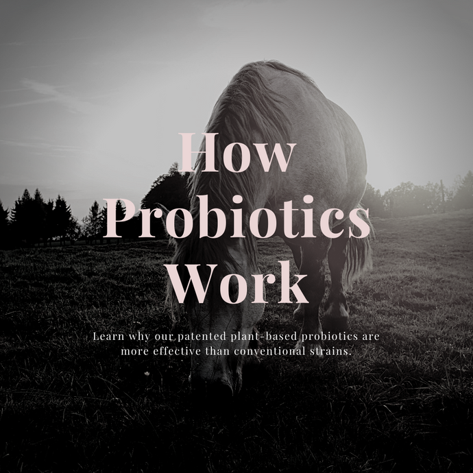 How Probiotics Work